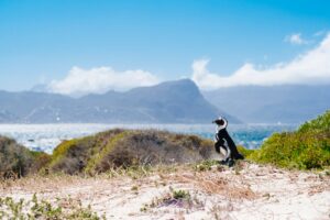 Self Storage 11 An african penguin standing on a sandy dune surrounded by vegetation, with a scenic coastal view of mountains and the ocean in the background.