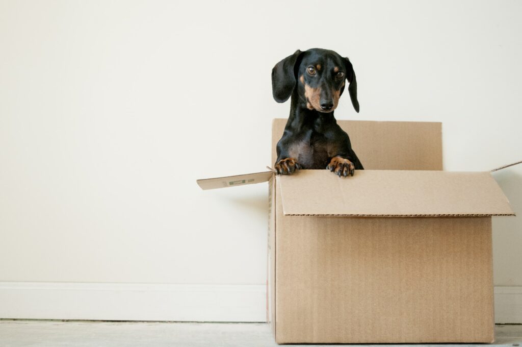Self-Storage for Students in South Africa: Affordable Solutions for University Breaks 4 A dog looking out from a open cardboard box